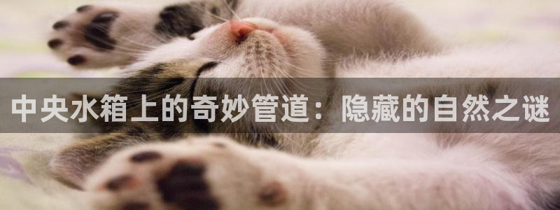 天辰娱乐557448
